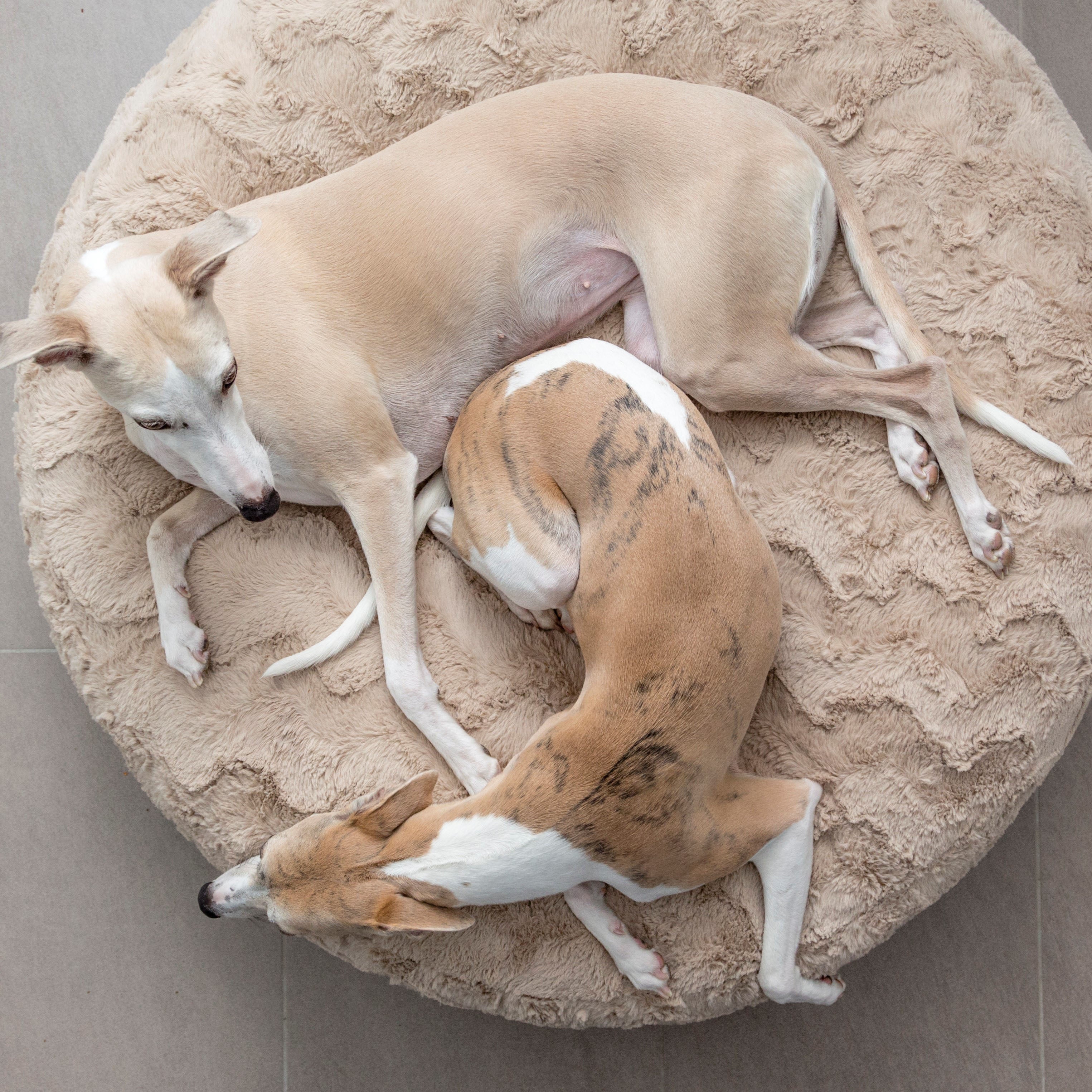 AireleXX, das orthopädische Wunder Hundebett
