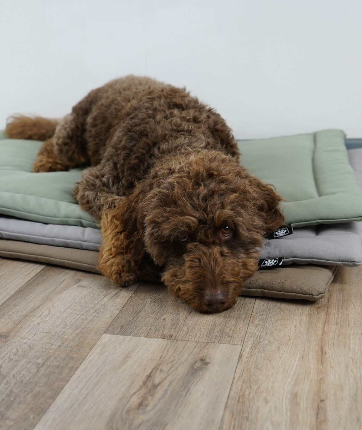 Dog blanket cord with filling