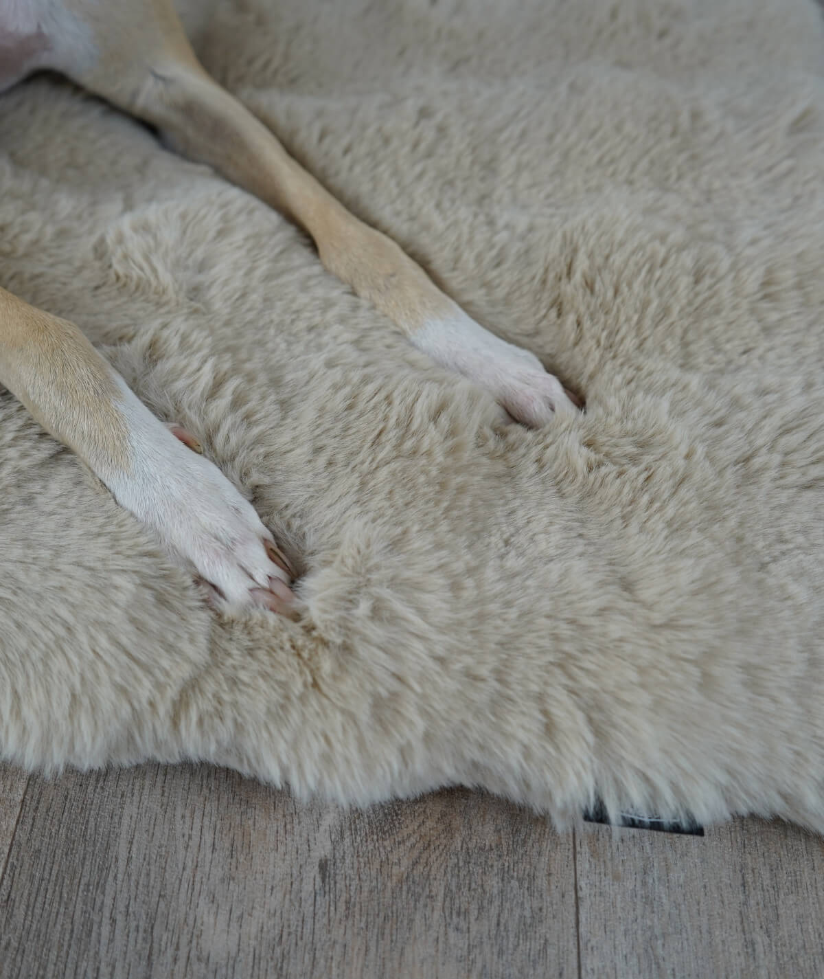 Dog blanket cord with filling