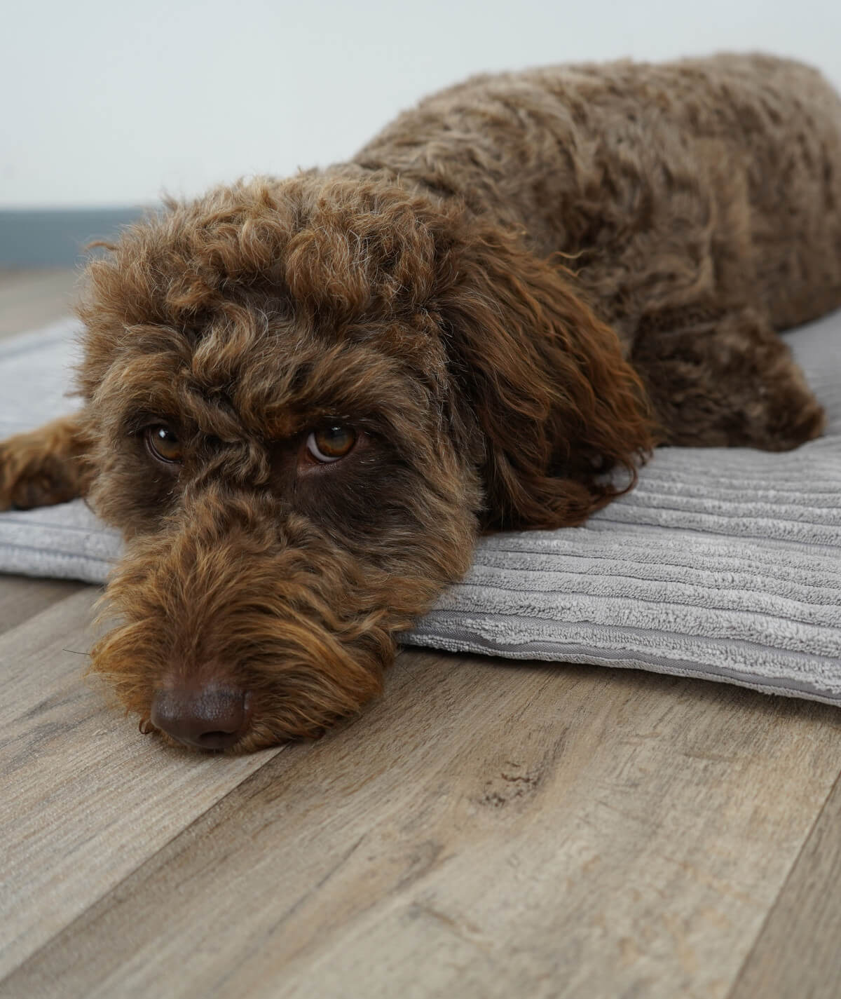 Hondendeken corduroy met antislip en vulling