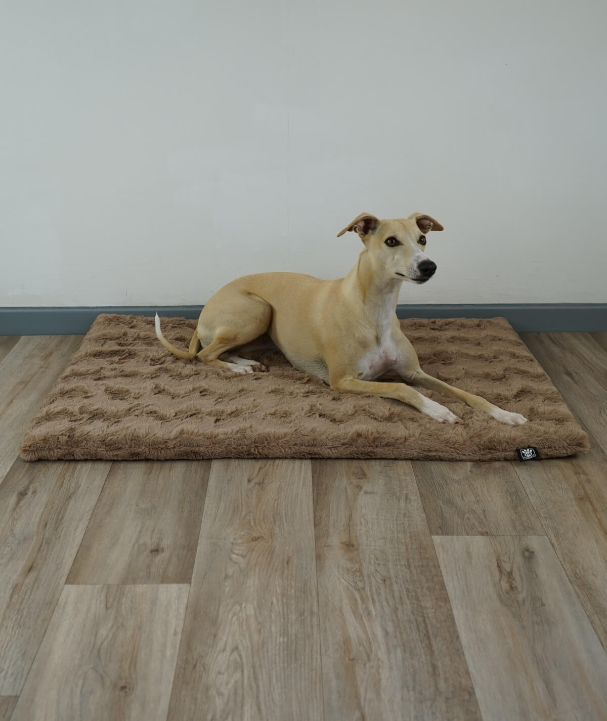 Exclusive dog blanket with plain color filling
