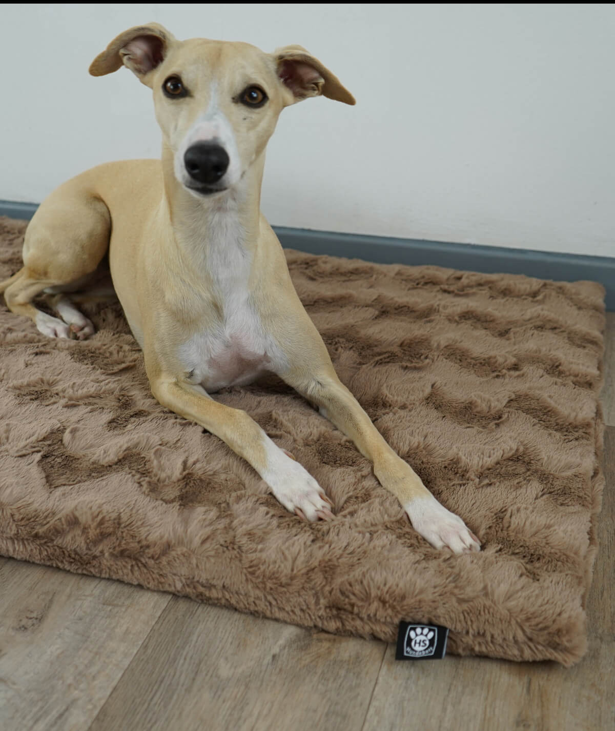 Exclusive dog blanket with plain color filling