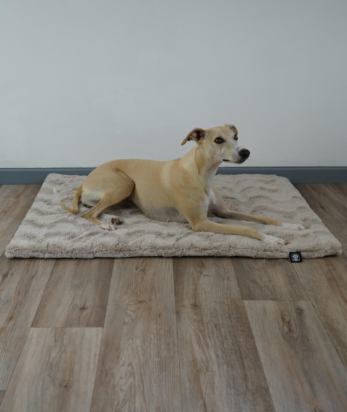 Exclusive dog blanket with plain color filling