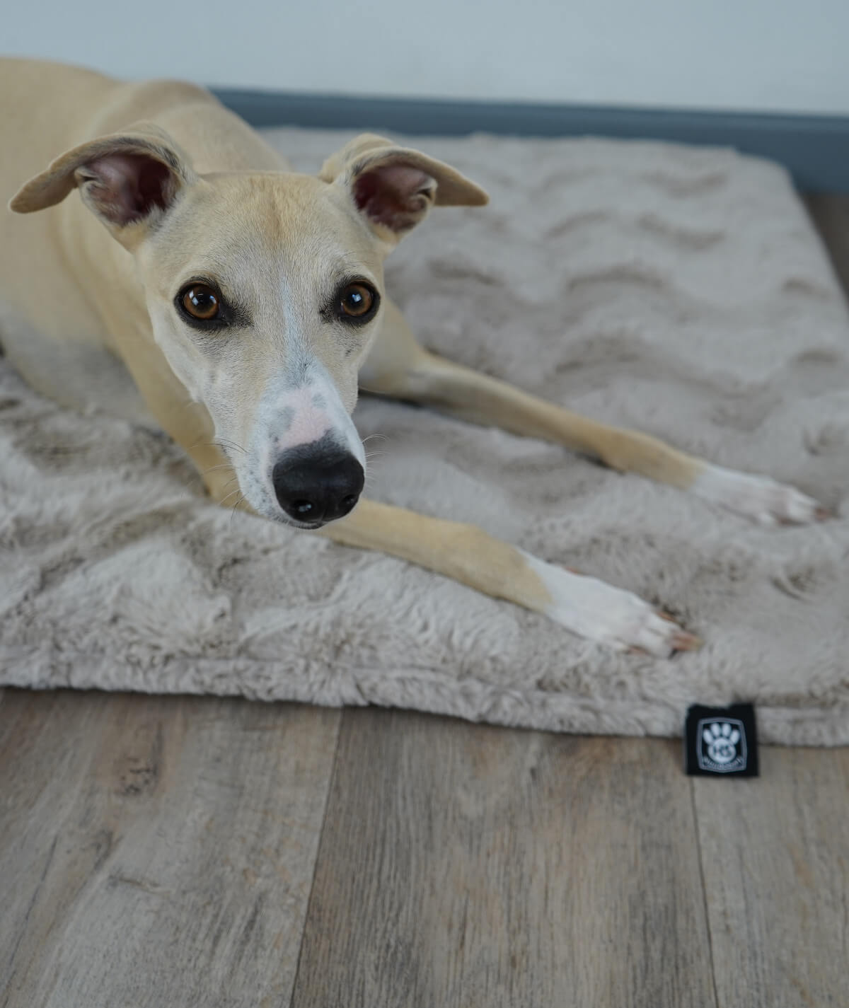 Exclusive dog blanket with plain color filling