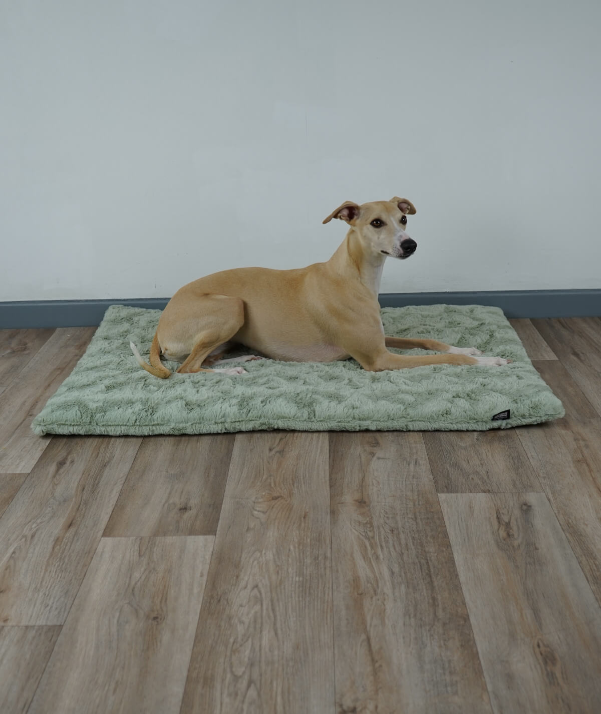 Exclusive dog blanket with plain color filling