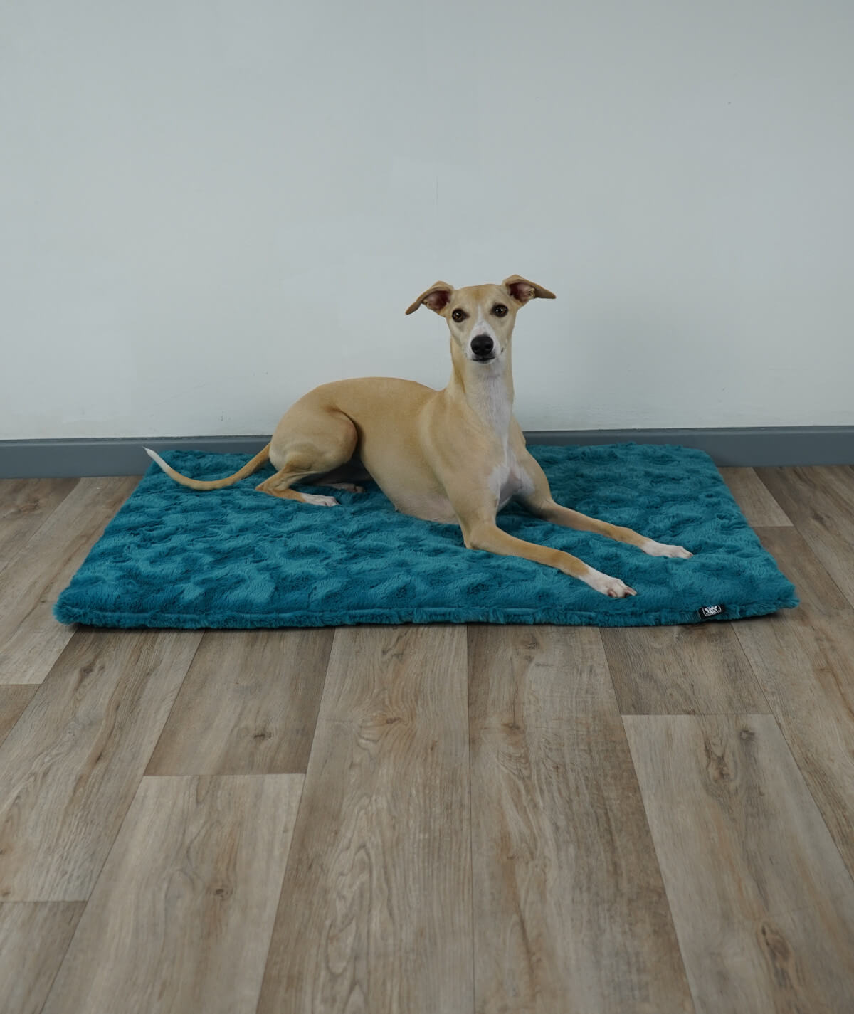 Exclusive dog blanket with plain color filling