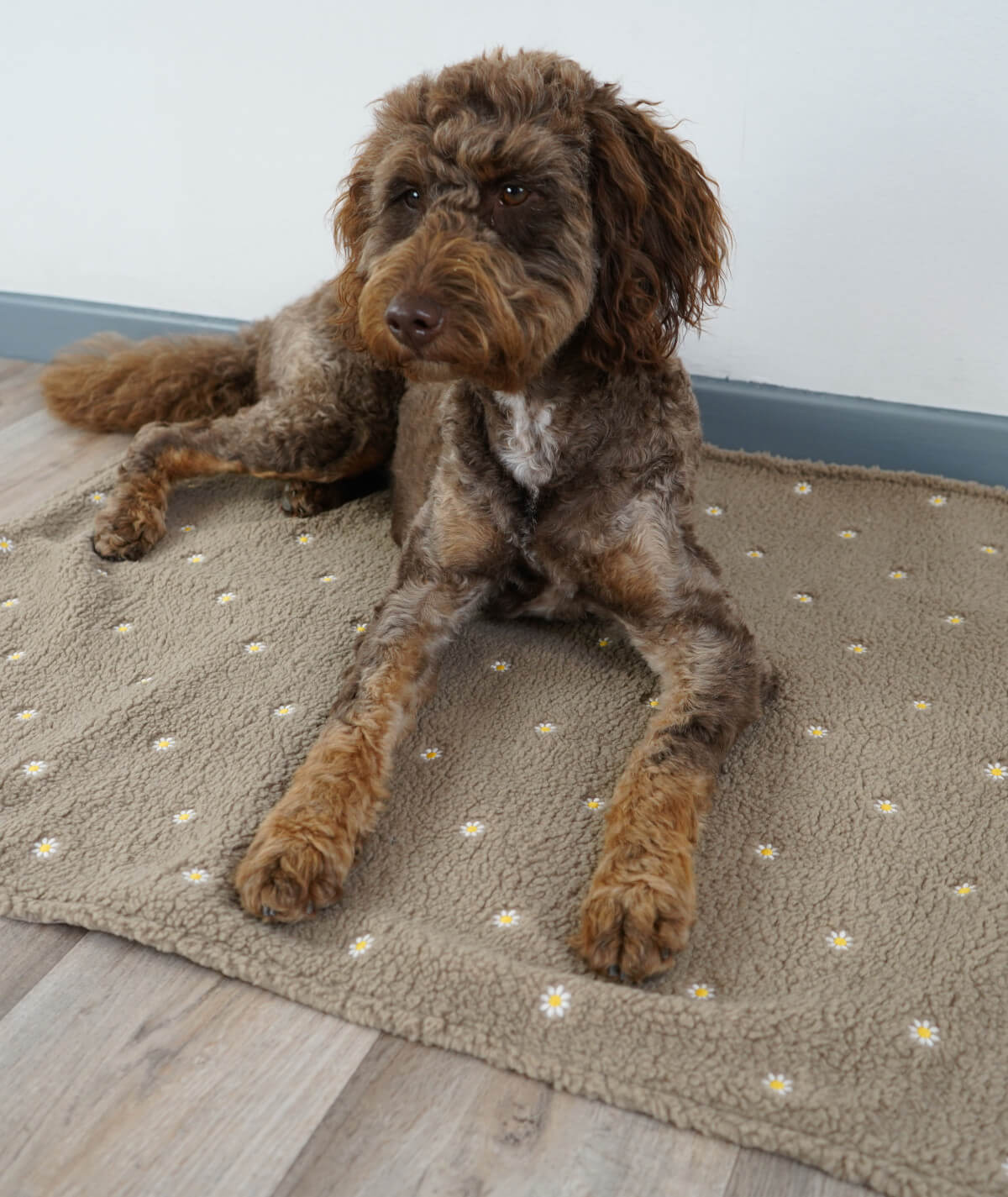 Couverture pour chien d'extérieur