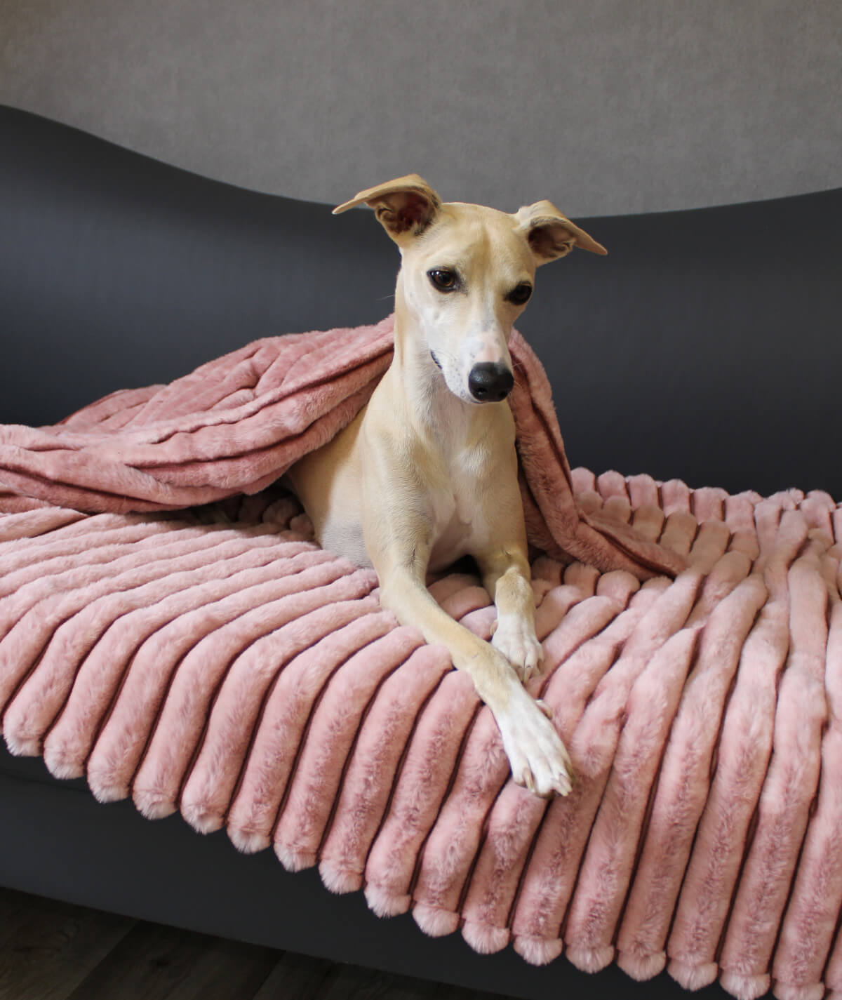 Couverture pour chien exclusive rayée sans rembourrage