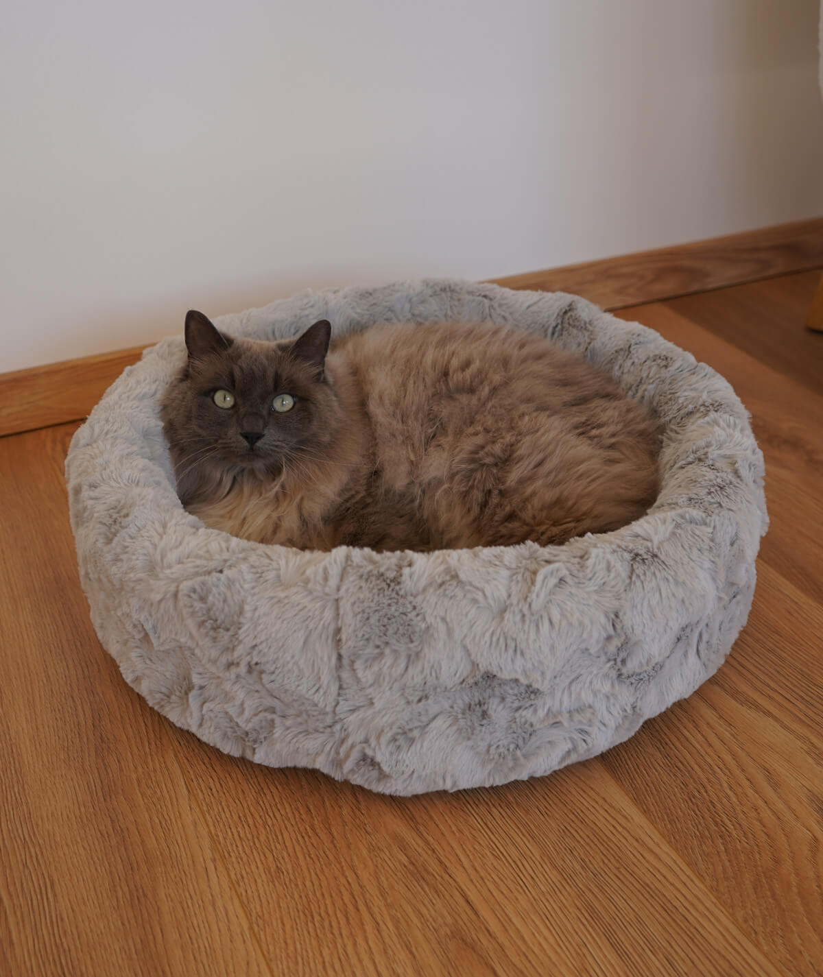 Cat bed