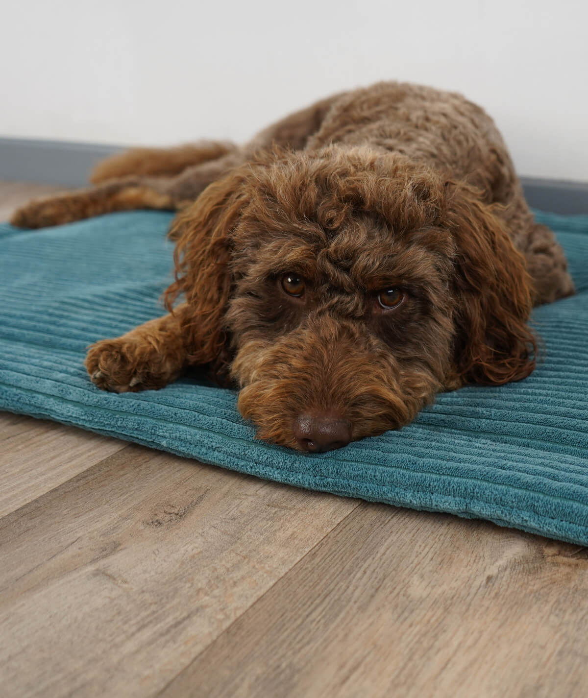 Couverture pour chien en corde avec rembourrage