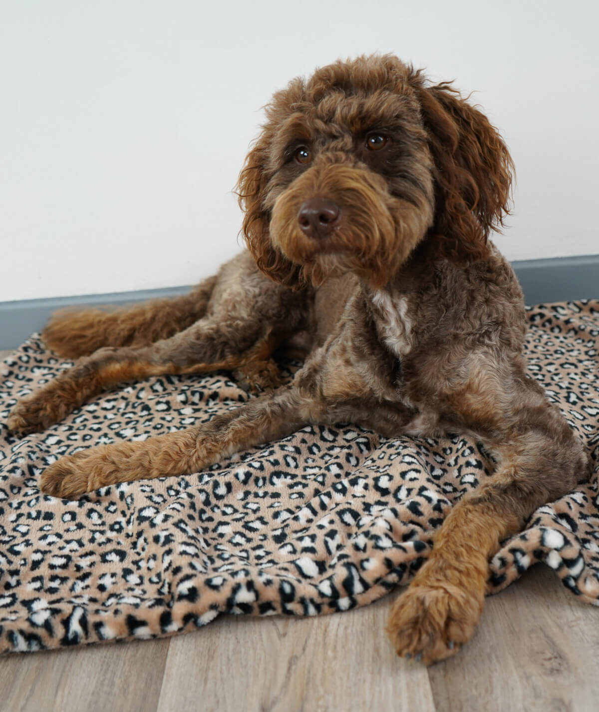 Hundedecke aus Motiv-Fleece ohne Füllung – weich, flexibel & waschbar