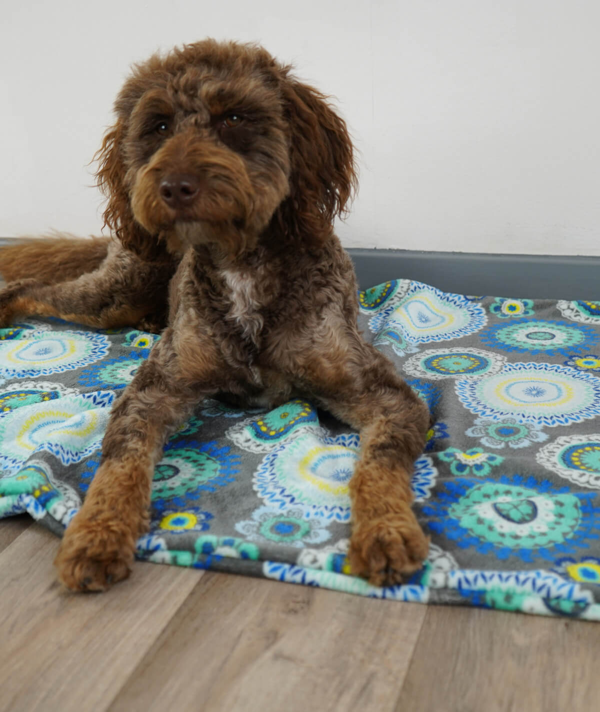 Hundedecke aus Motiv-Fleece ohne Füllung – weich, flexibel & waschbar