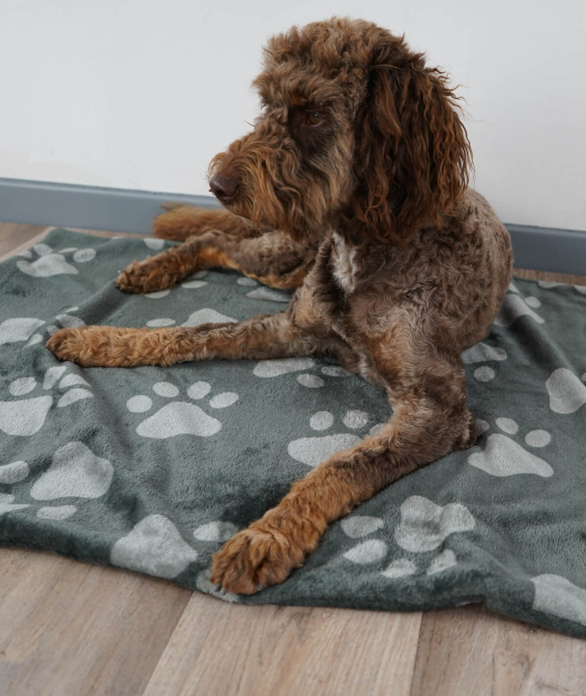 Hundedecke aus Motiv-Fleece ohne Füllung – weich, flexibel & waschbar