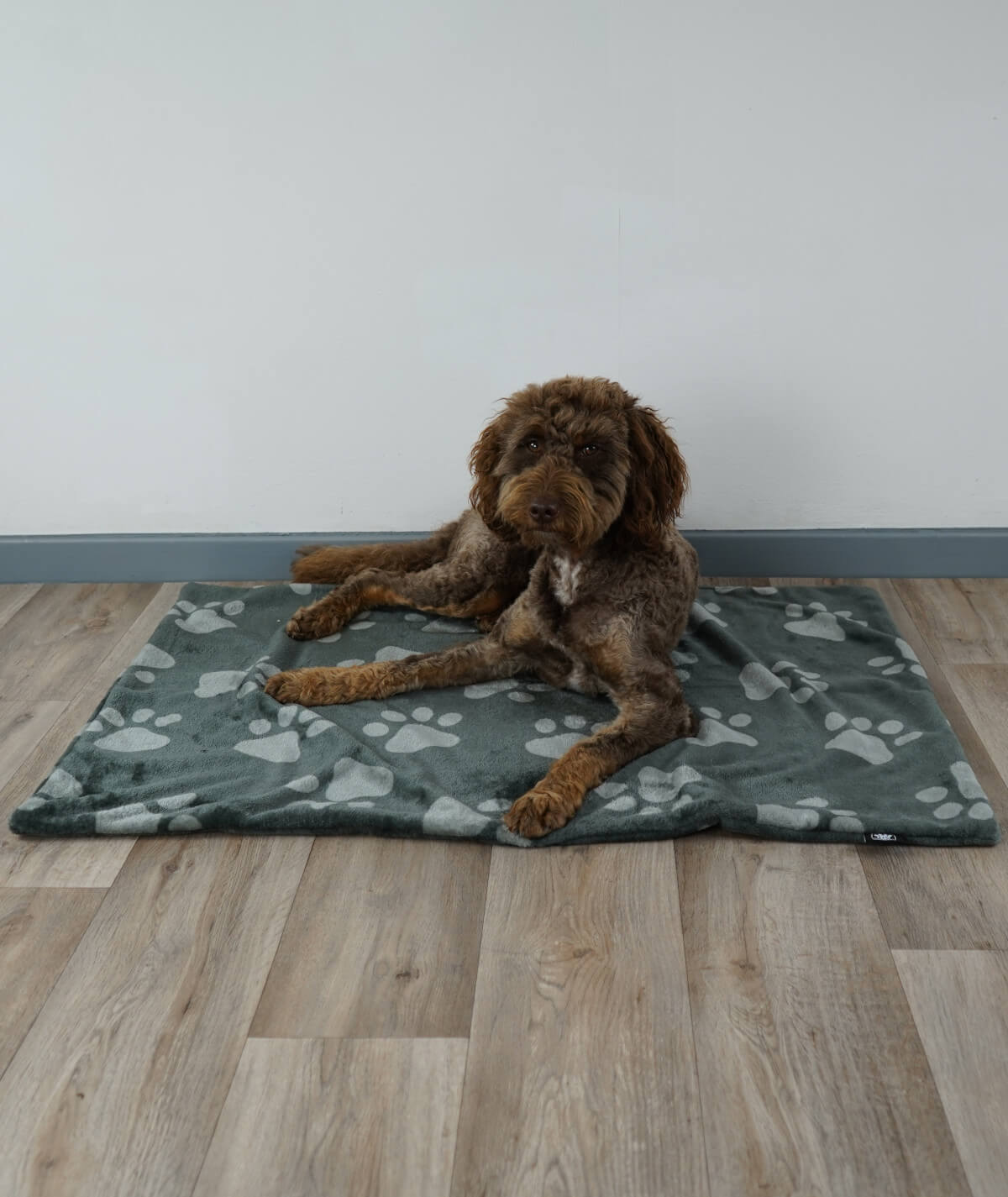 Hundedecke aus Motiv-Fleece ohne Füllung – weich, flexibel & waschbar