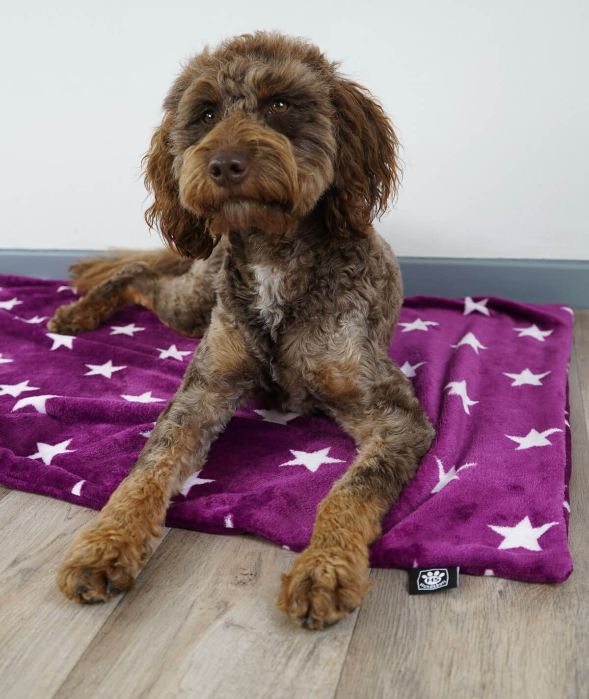 Hundedecke aus Motiv-Fleece ohne Füllung – weich, flexibel & waschbar