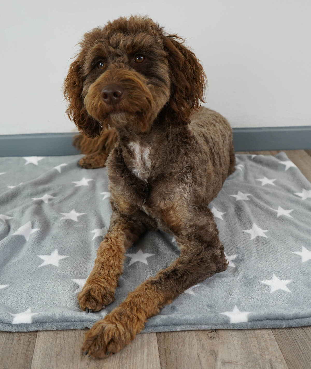 Hundedecke aus Motiv-Fleece ohne Füllung – weich, flexibel & waschbar