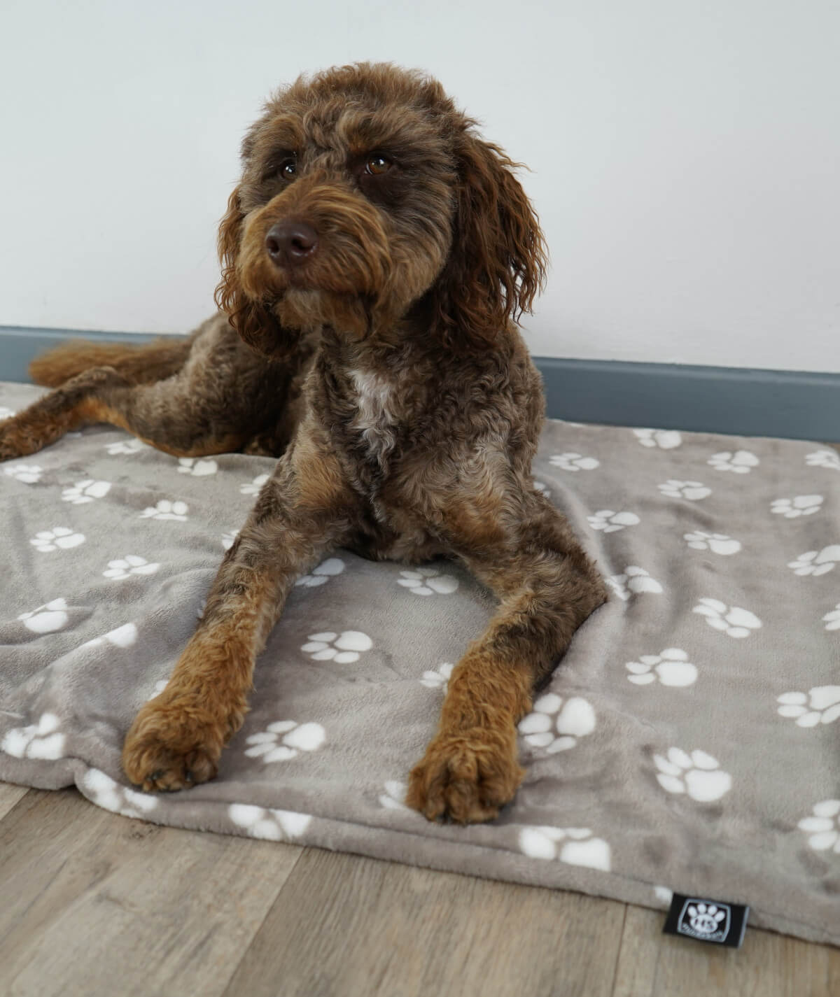 Hundedecke aus Motiv-Fleece ohne Füllung – weich, flexibel & waschbar