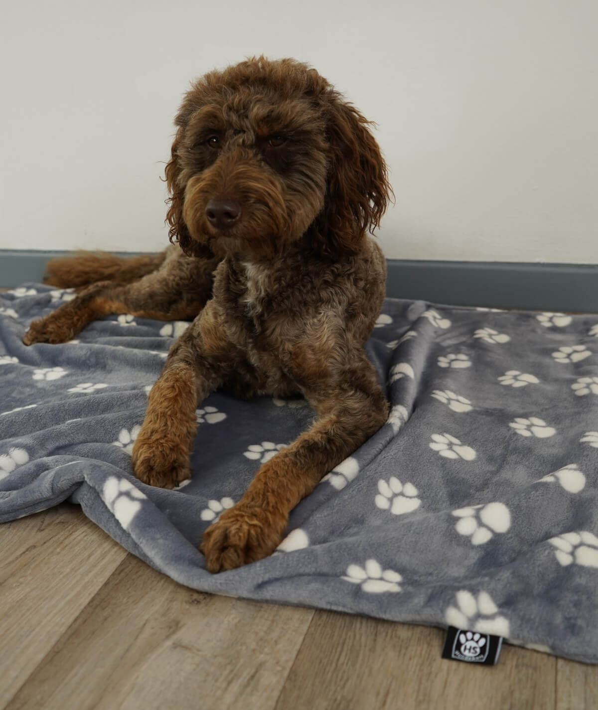 Hundedecke aus Motiv-Fleece ohne Füllung – weich, flexibel & waschbar