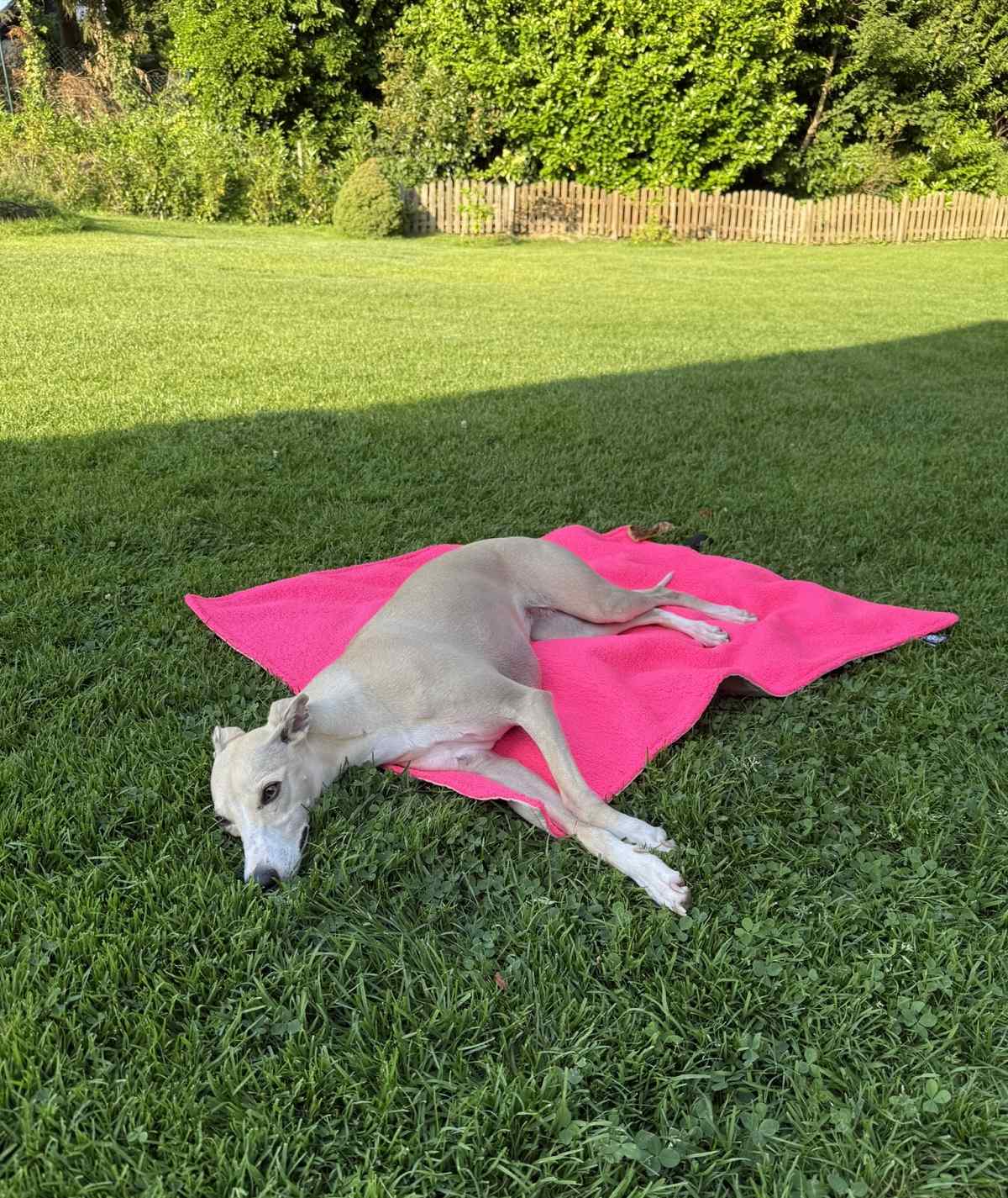Couverture pour chien d'extérieur