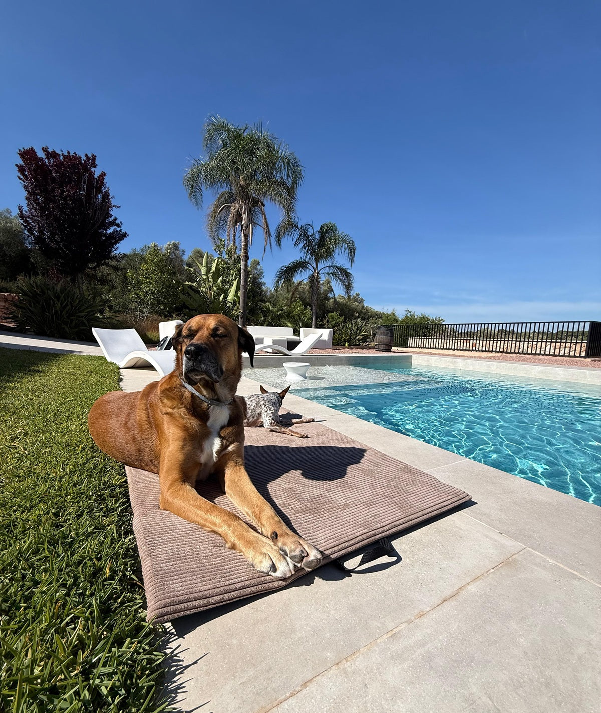 Tapis pour chien intérieur et extérieur