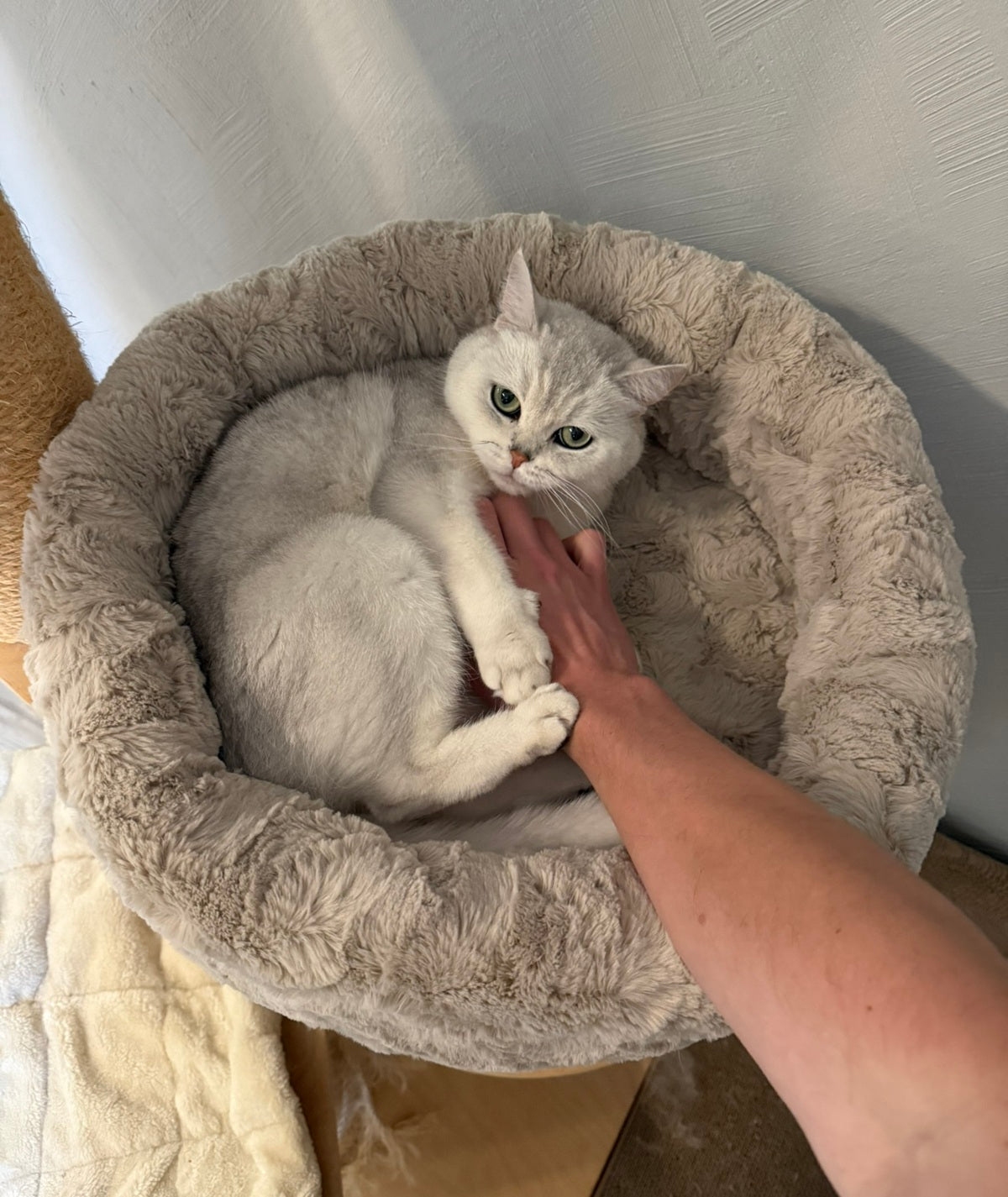 Katzenbett rund - weich, waschbar & rutschfest