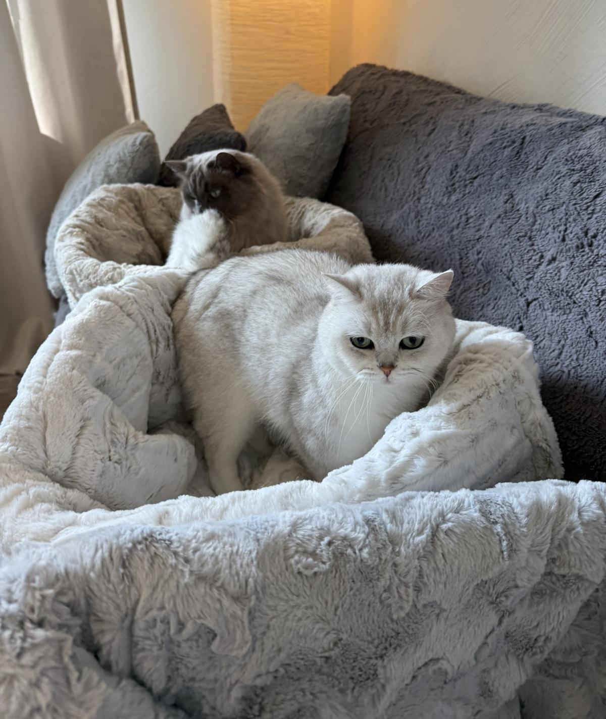 Katzenschlafsack Höhle – 2in1 Kuschelbett zum Einkuscheln & Verstecken