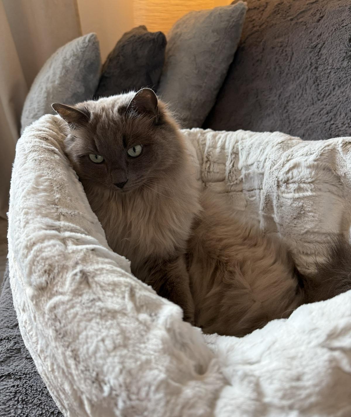 Katzenschlafsack Höhle – 2in1 Kuschelbett zum Einkuscheln & Verstecken