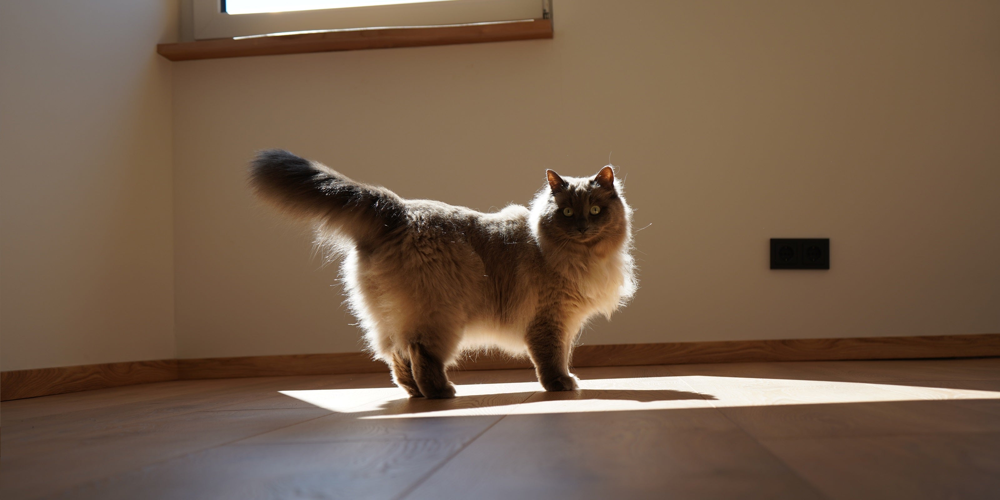 Katzenzubehör