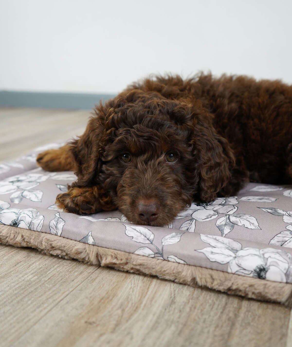 Allround Hundedecke Canvas & Exklusiv mit Füllung