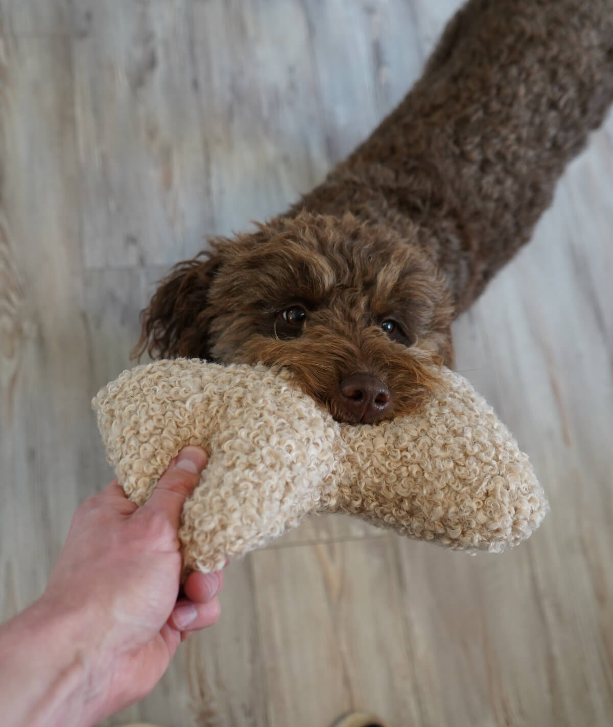 Knochen Hundespielzeug aus Teddy – robust, weich & waschbar