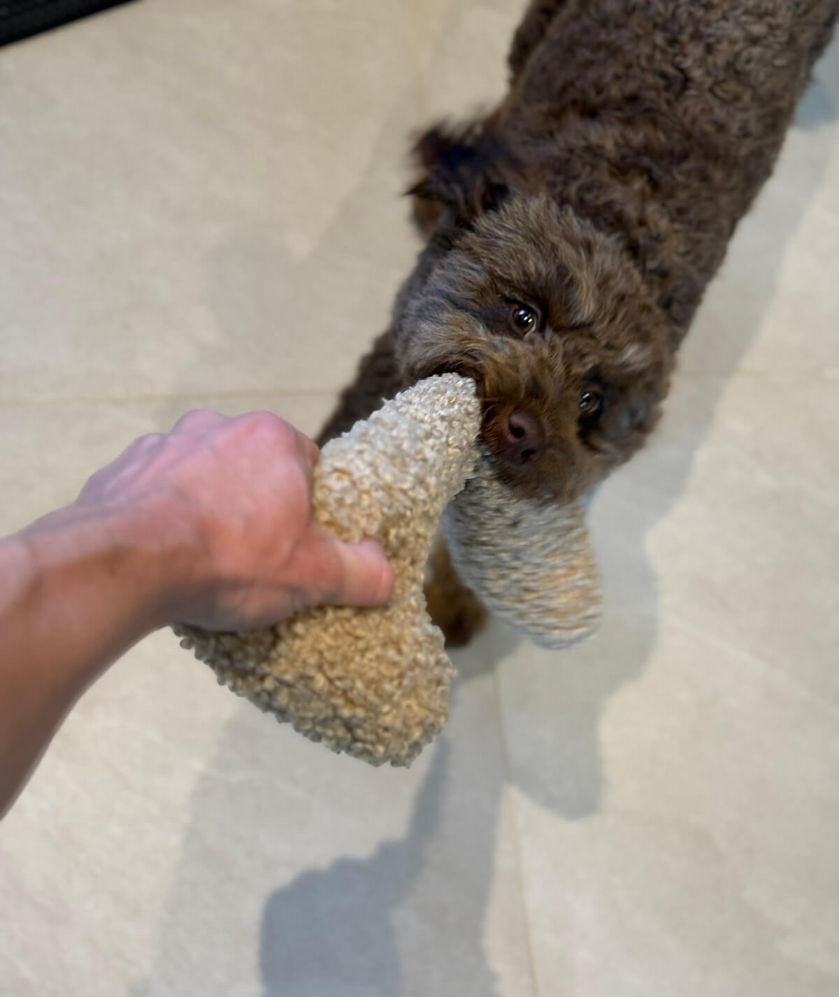 Toy Shake Bone