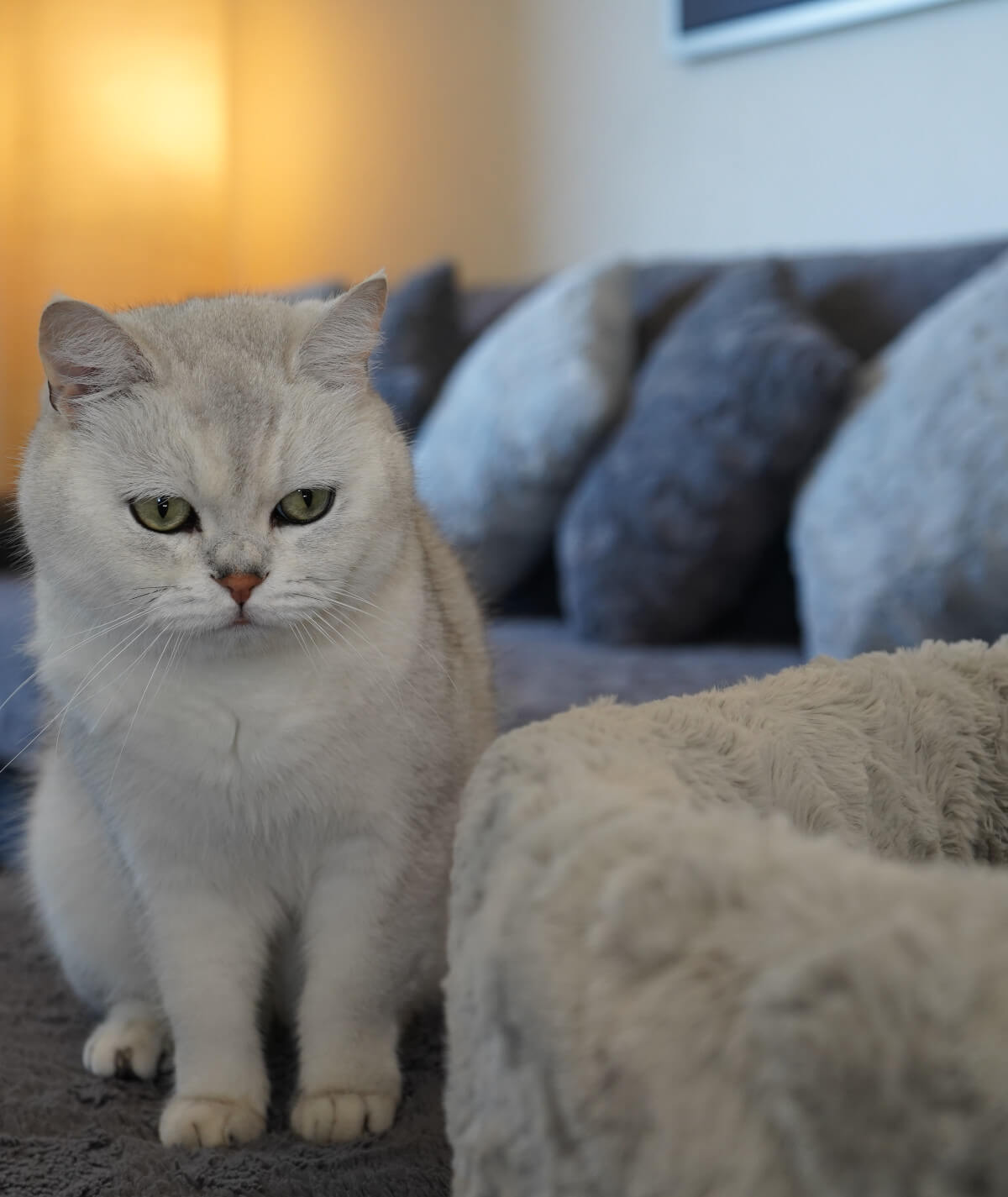 Lit pour chat