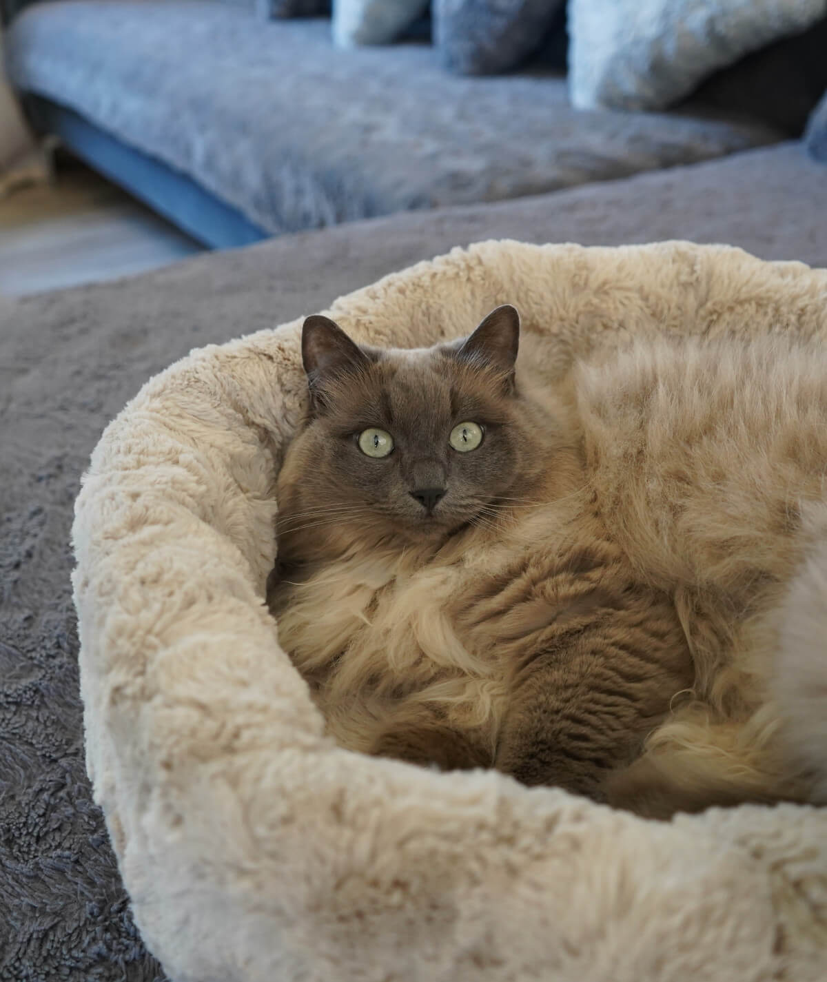 Lit pour chat