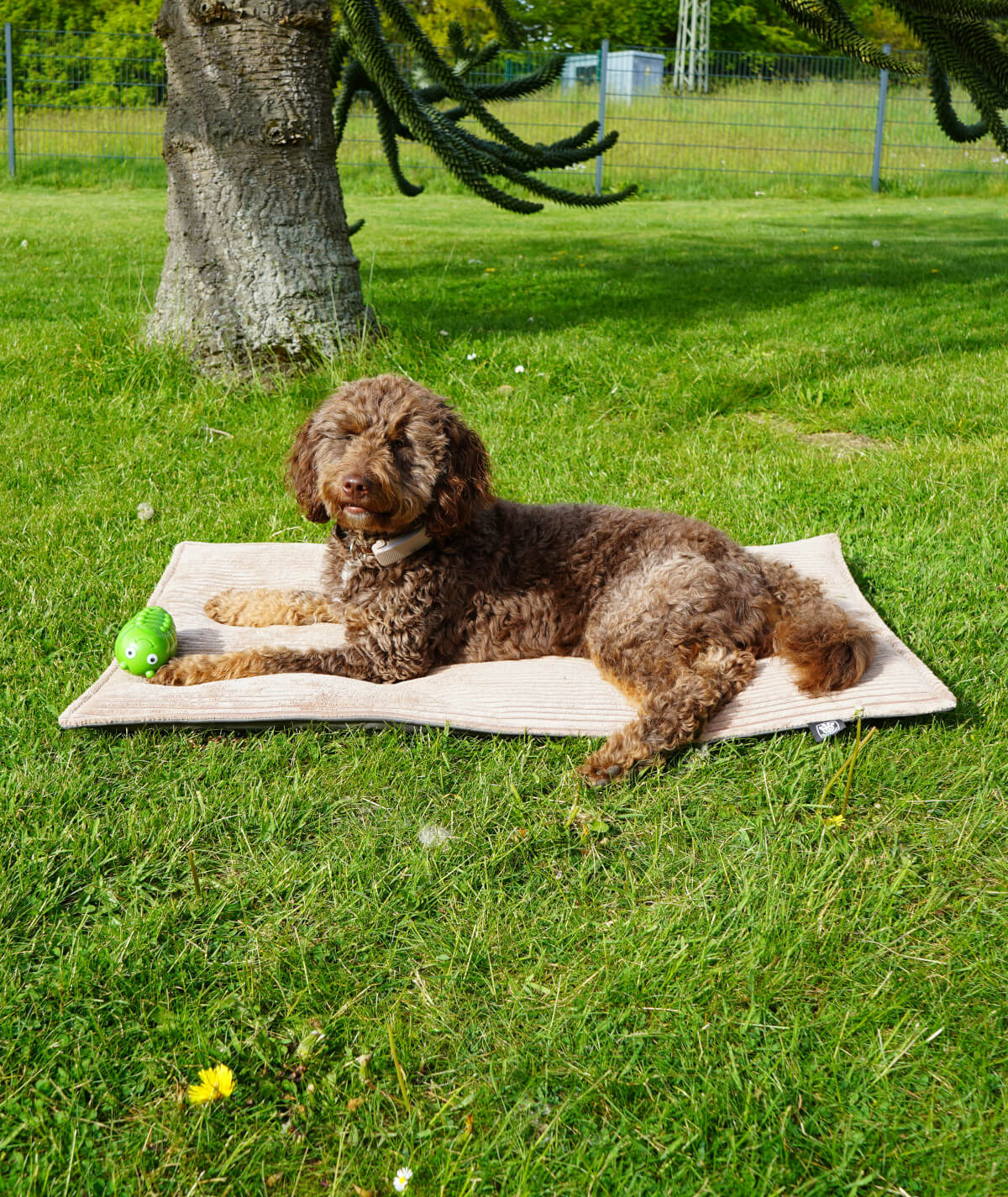 Outdoor dog blanket