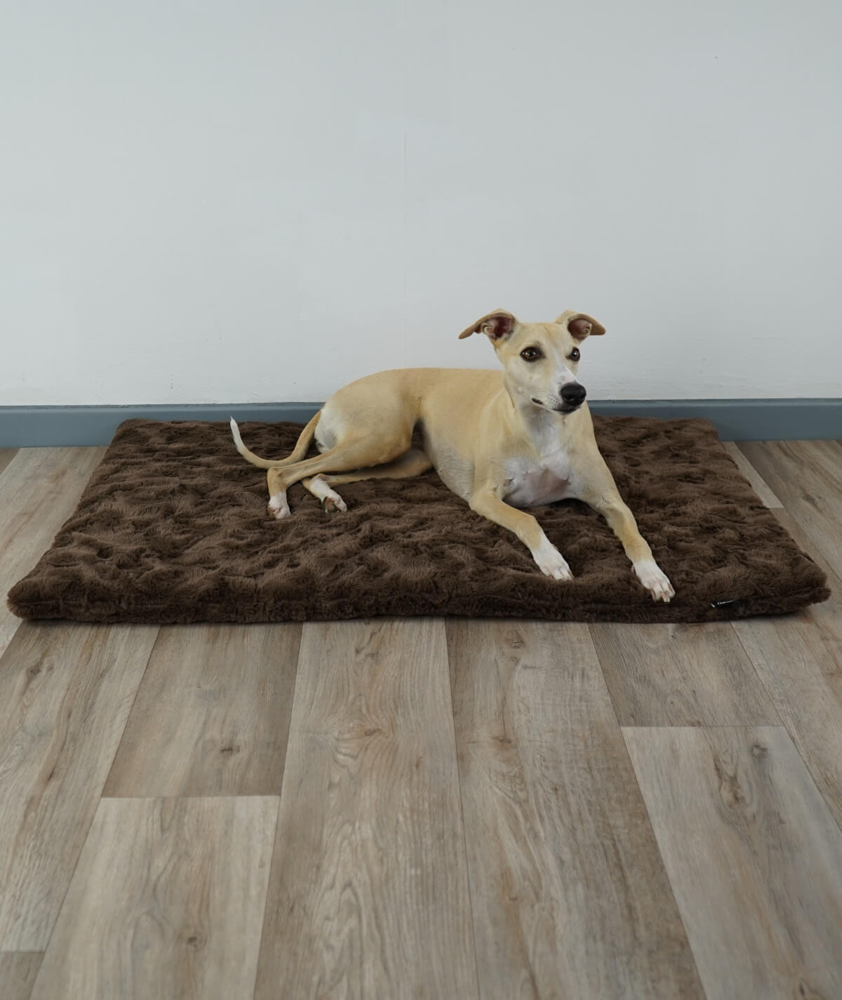 Exclusive dog blanket with plain color filling