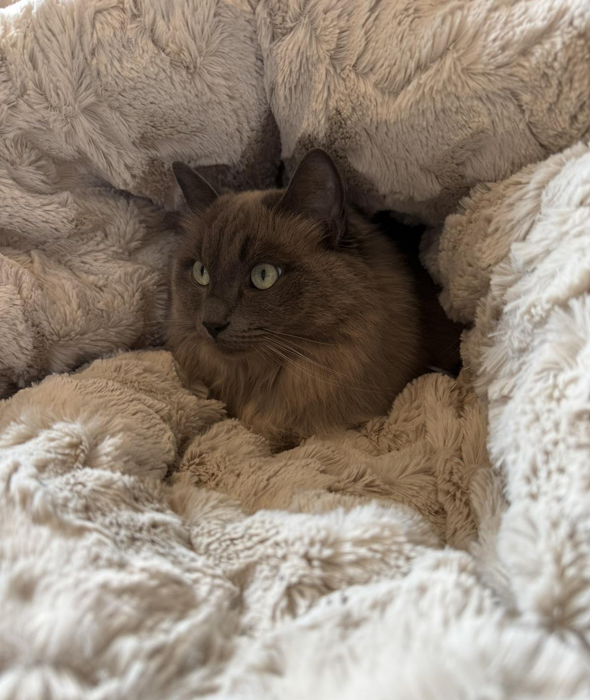 Katzenschlafsack Höhle – 2in1 Kuschelbett zum Einkuscheln & Verstecken