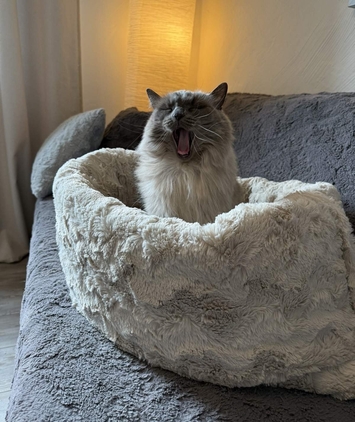 Katzenschlafsack Höhle – 2in1 Kuschelbett zum Einkuscheln & Verstecken