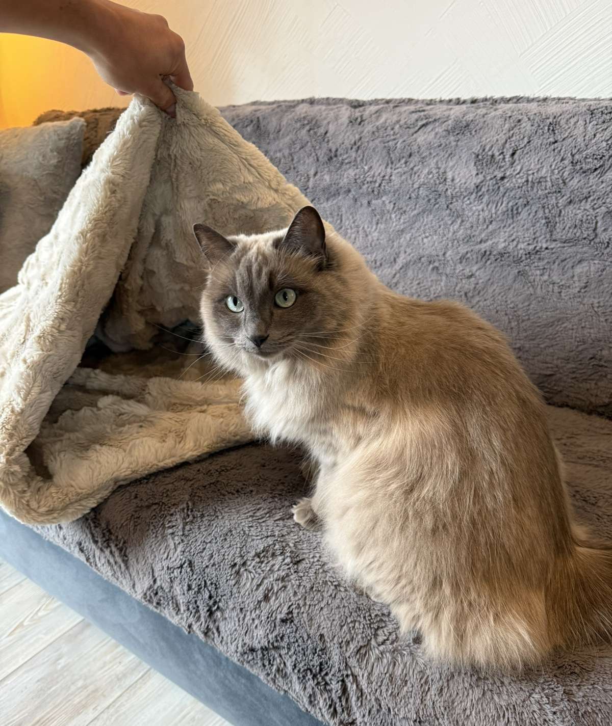 Katzenschlafsack Höhle – 2in1 Kuschelbett zum Einkuscheln & Verstecken